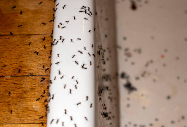 Best Ant Control Services  in Meridian, TX